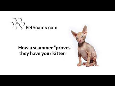 Pet scammer uses a video to &quot;PROVE&quot; he is not a scammer.