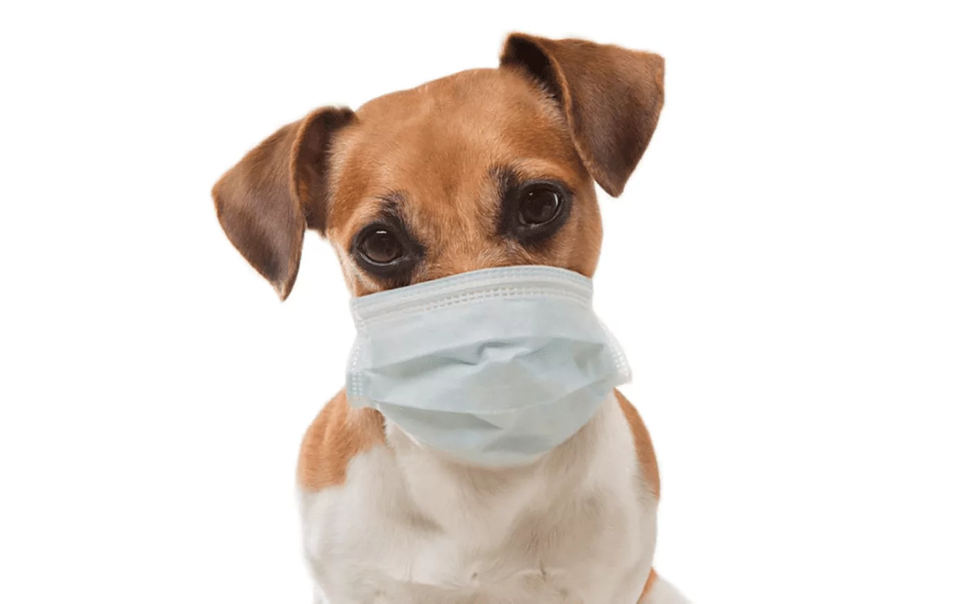 Coronavirus Puppy scams increase during Lockdown - Petscams.com