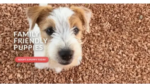 Adorablejackrussellpuppies