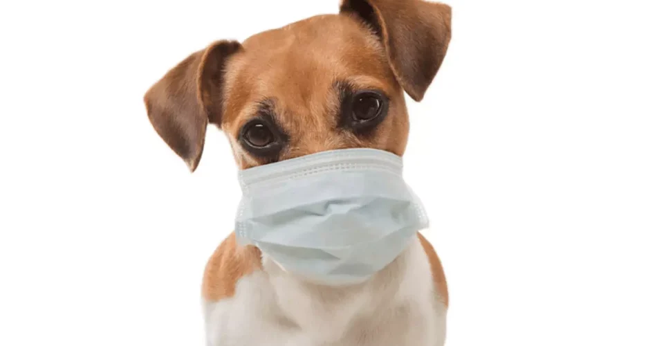 Covid19-PuppyScam|Coronavirus Puppy Scams|PetScams Stats|Coronavirus Puppy Scams
