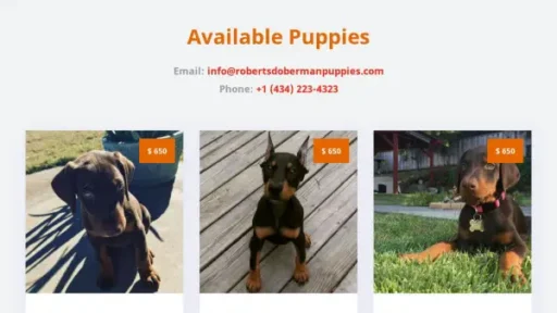 Robertsdobermanpuppies