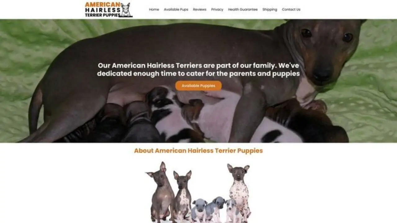Americanhairlessterrierpuppies