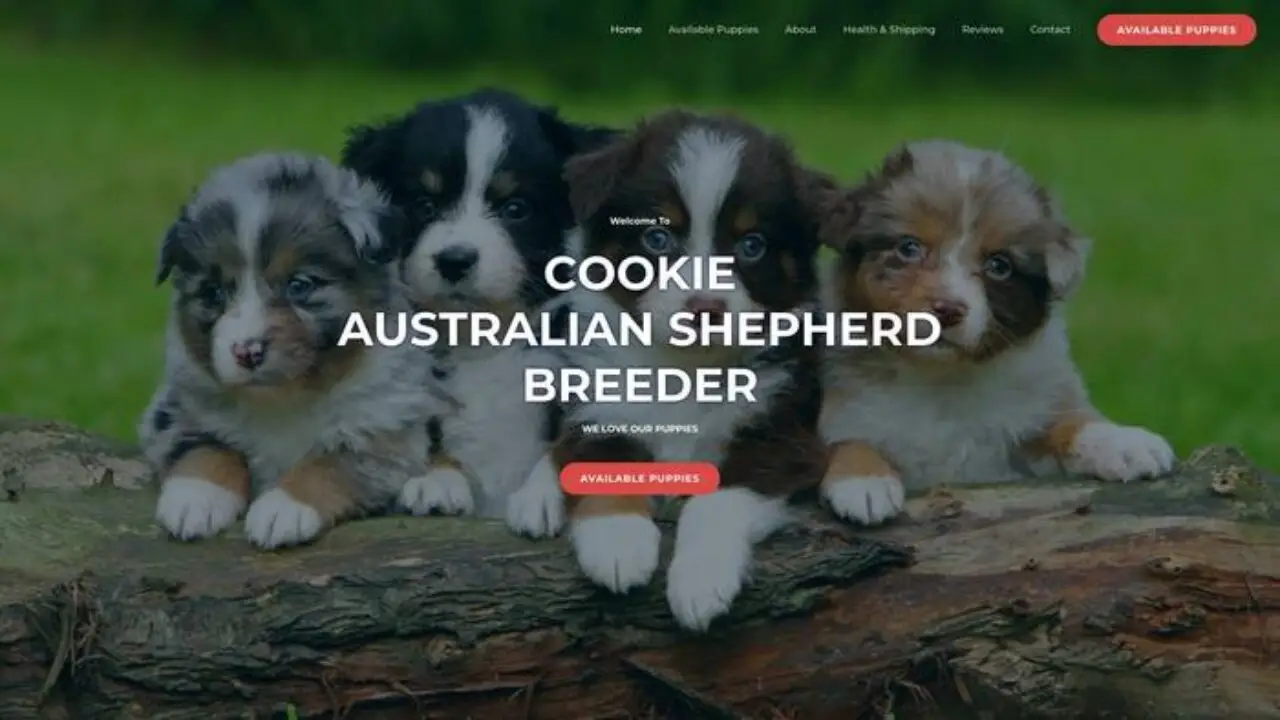 Cookieaustralianshepherdbreede