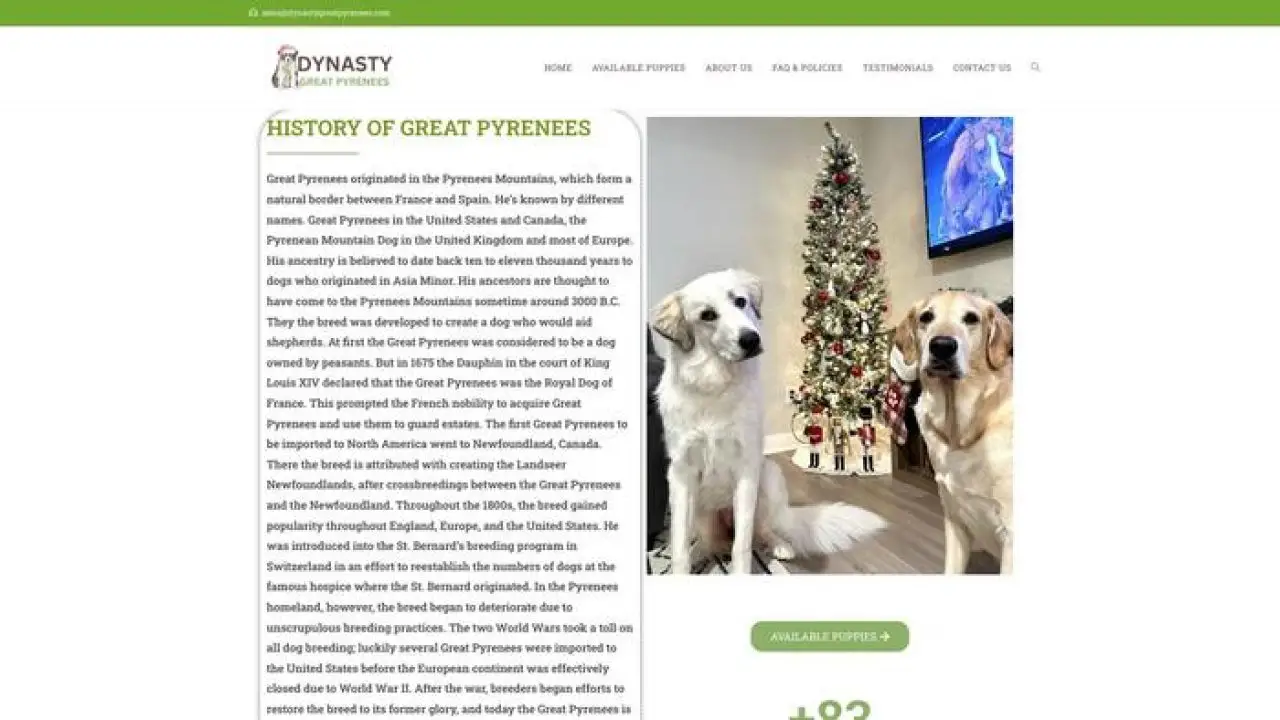 Dynastygreatpyrenees