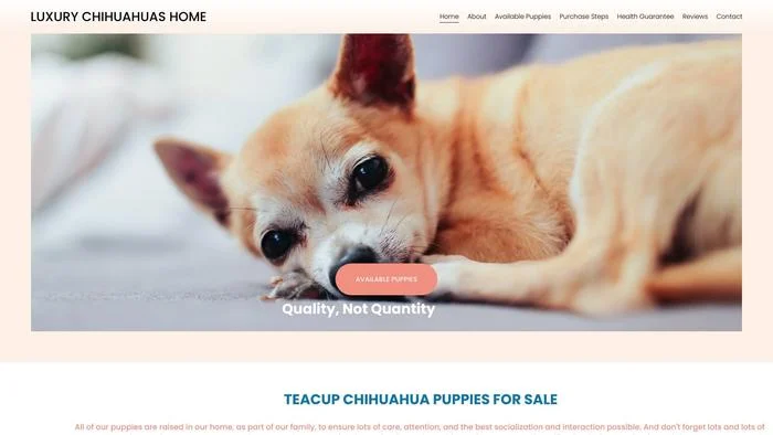 Luxurychihuahuapuppies