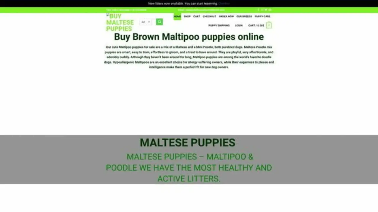 Malteseandpoodlelovers