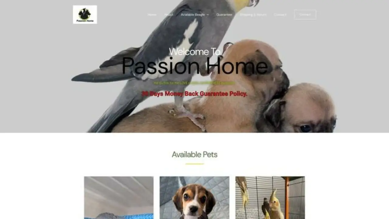 Passion-dogsbirds