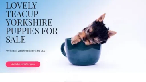 Adorableyorkshirepups