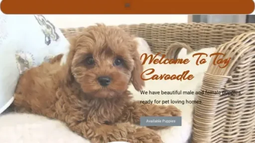 Amazingtoycavoodle