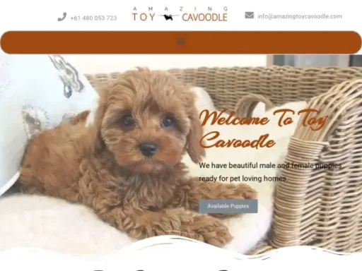 Amazingtoycavoodle