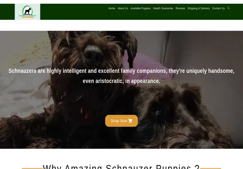 is amazingschnauzerpuppies.com legit? screenshot