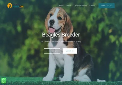 is beaglesbreeder.com legit? screenshot