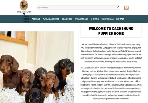 is dachshund-pups.com legit? screenshot