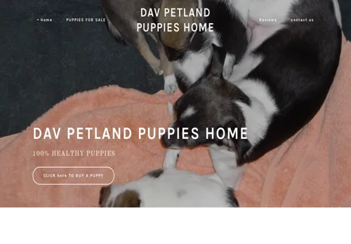 is davpetlandhomepuppies.co.za legit? screenshot