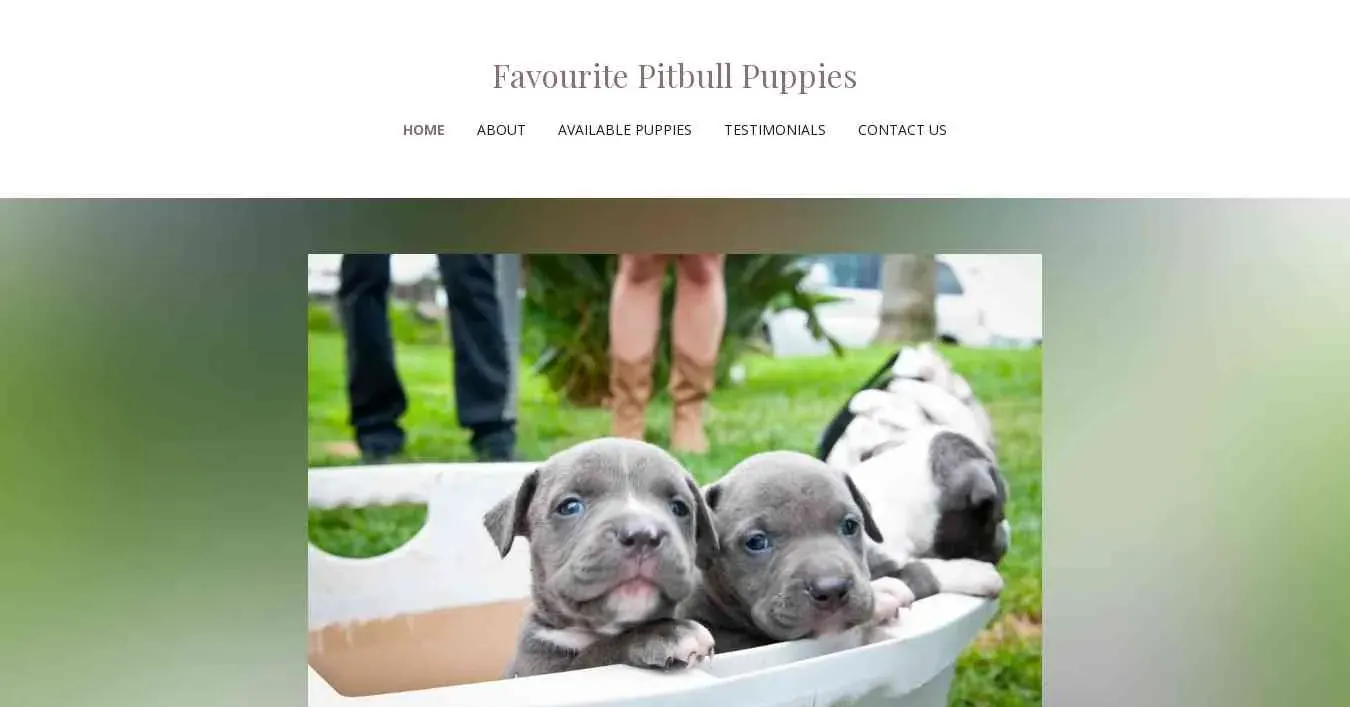 is favouritepitbullpuppies.com legit? screenshot