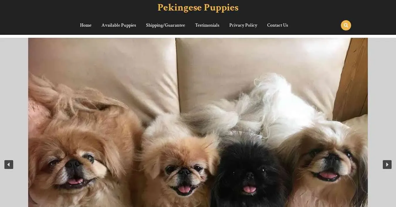 is pekepuppiesforsale.com legit? screenshot