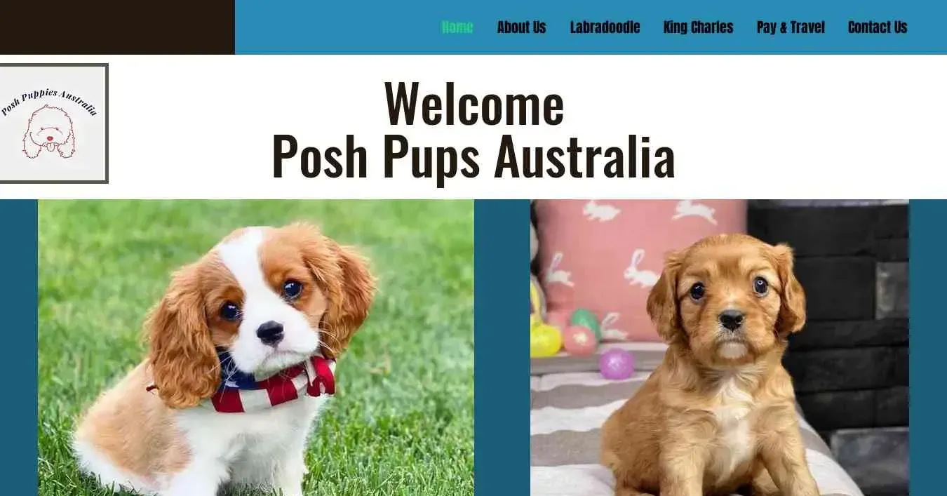 is poshpuppies.biz legit? screenshot