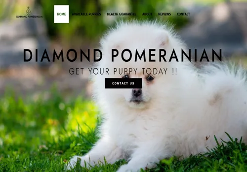 is diamondpomeranian.com legit? screenshot