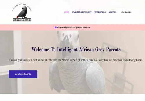 is intelligentafricangreyparrots.com legit? screenshot