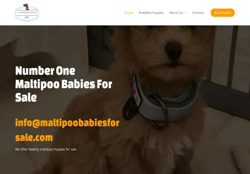 is maltipoobabiesforsale.com legit? screenshot