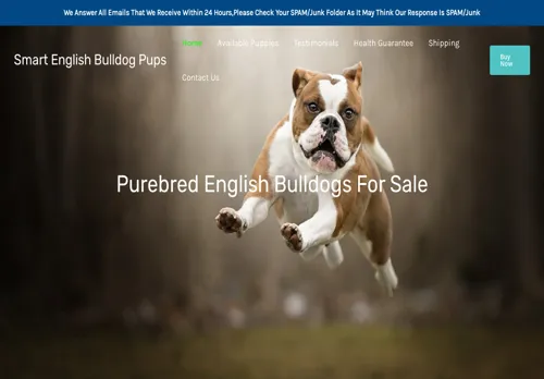 is smartenglishbulldogpups.com legit? screenshot