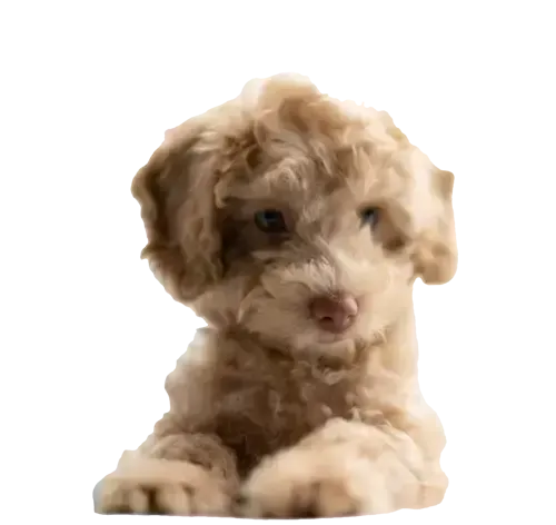 List of known CavaPoo puppy scam websites.