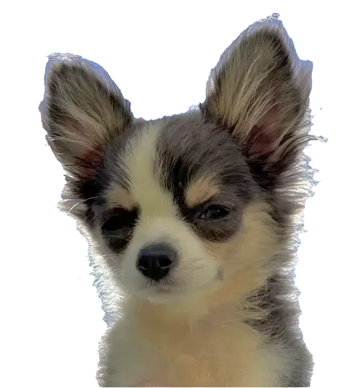 List of known Chihuahua puppy scam websites.