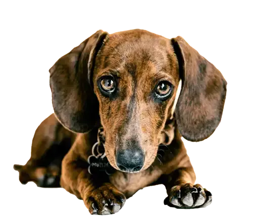 List of known Dachshund puppy scam websites.