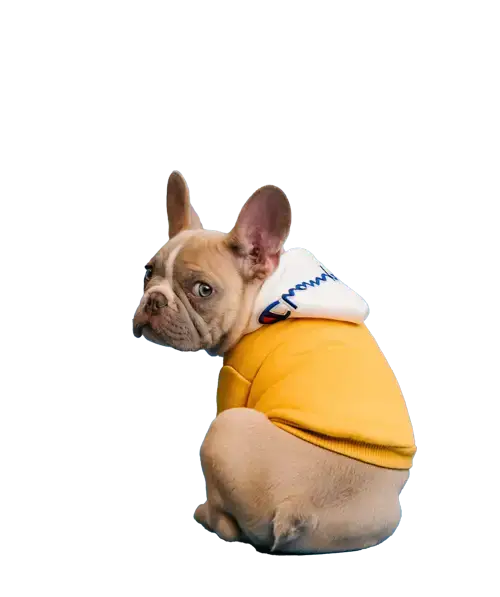 List of known French Bulldog puppy scam websites.