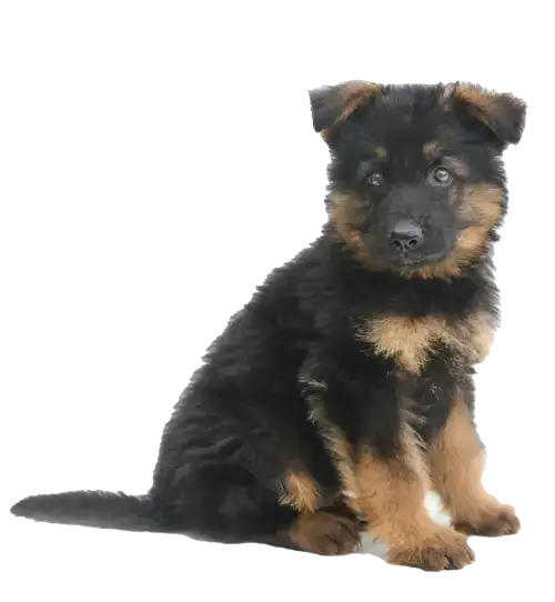 List of known German Shepherd puppy scam websites.
