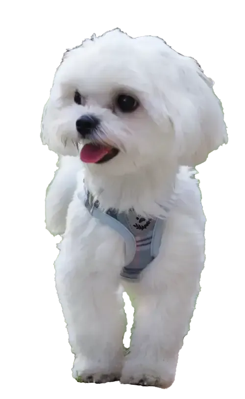 List of known Maltese puppy scam websites.