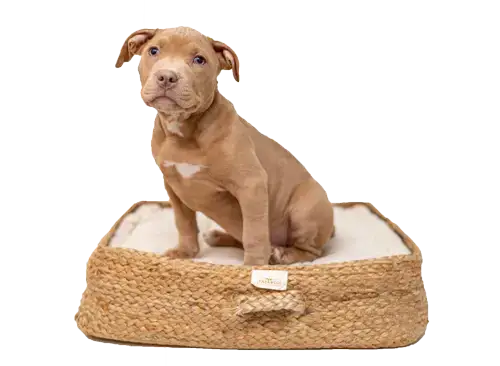 List of known Pit Bull puppy scam websites.