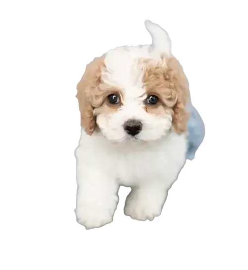 List of known Poodle puppy scam websites.