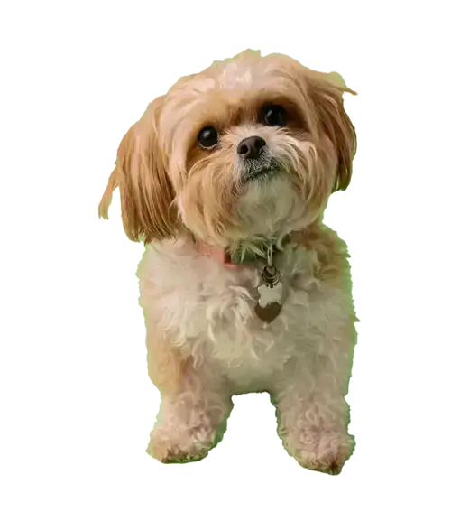 List of known Shihpoo puppy scam websites.