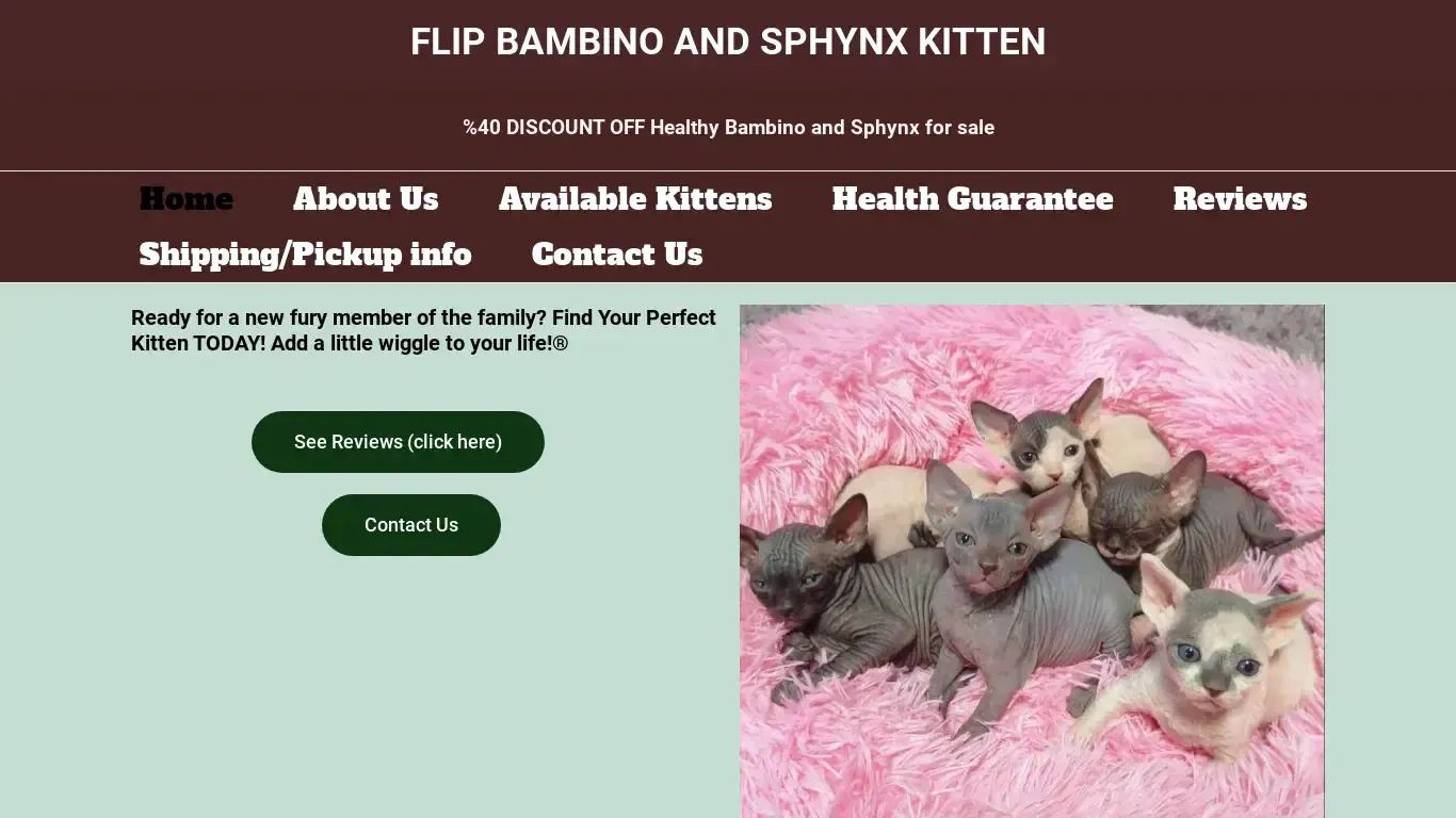 is flipbambino-sphynxkittens.com legit? screenshot