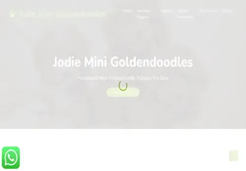 is jodieminigoldendoodles.com legit? screenshot