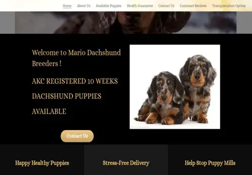 is mariodachshundbreeders.com legit? screenshot