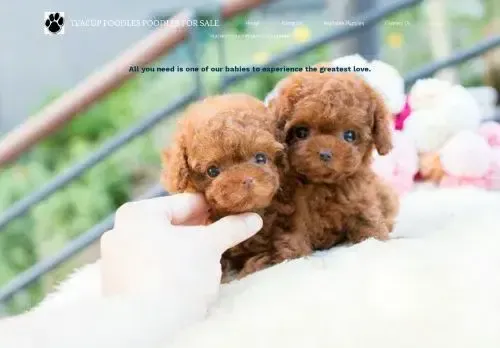 is qualitytoypoodle.com legit? screenshot