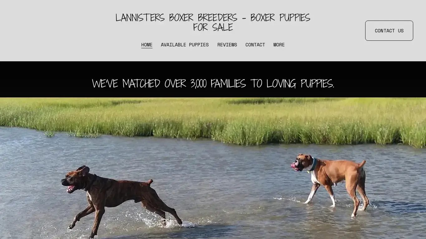 is lannisterboxerpuppies.com legit? screenshot