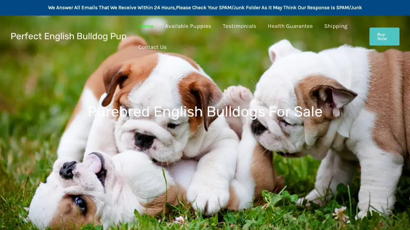 is perfectenglishbulldogpup.com legit? screenshot