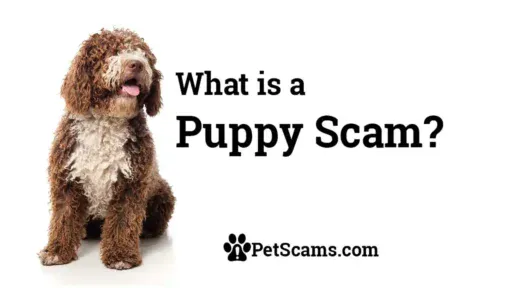 What-is-a-puppy-scam