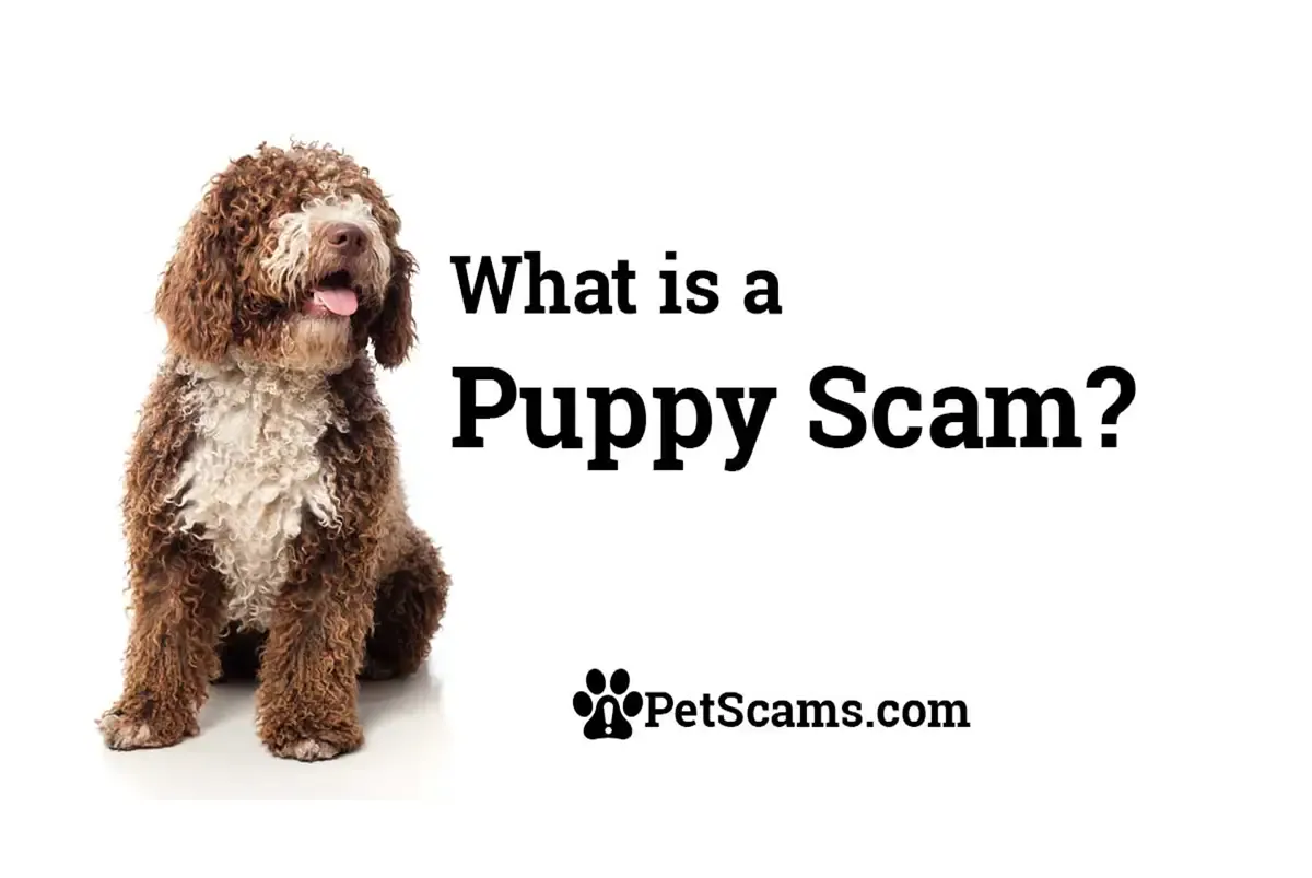 What-is-a-puppy-scam