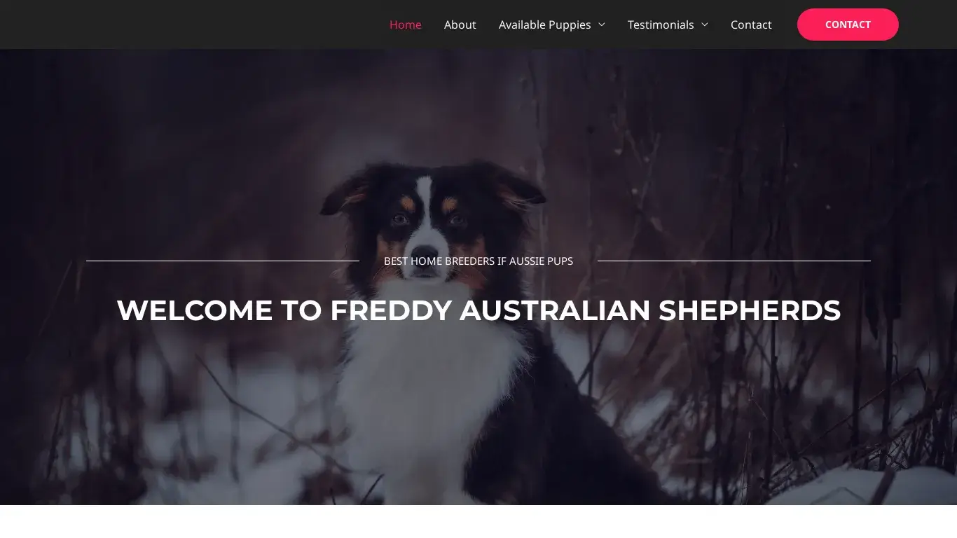 is freddyaustralianshepherdpuppies.com legit? screenshot