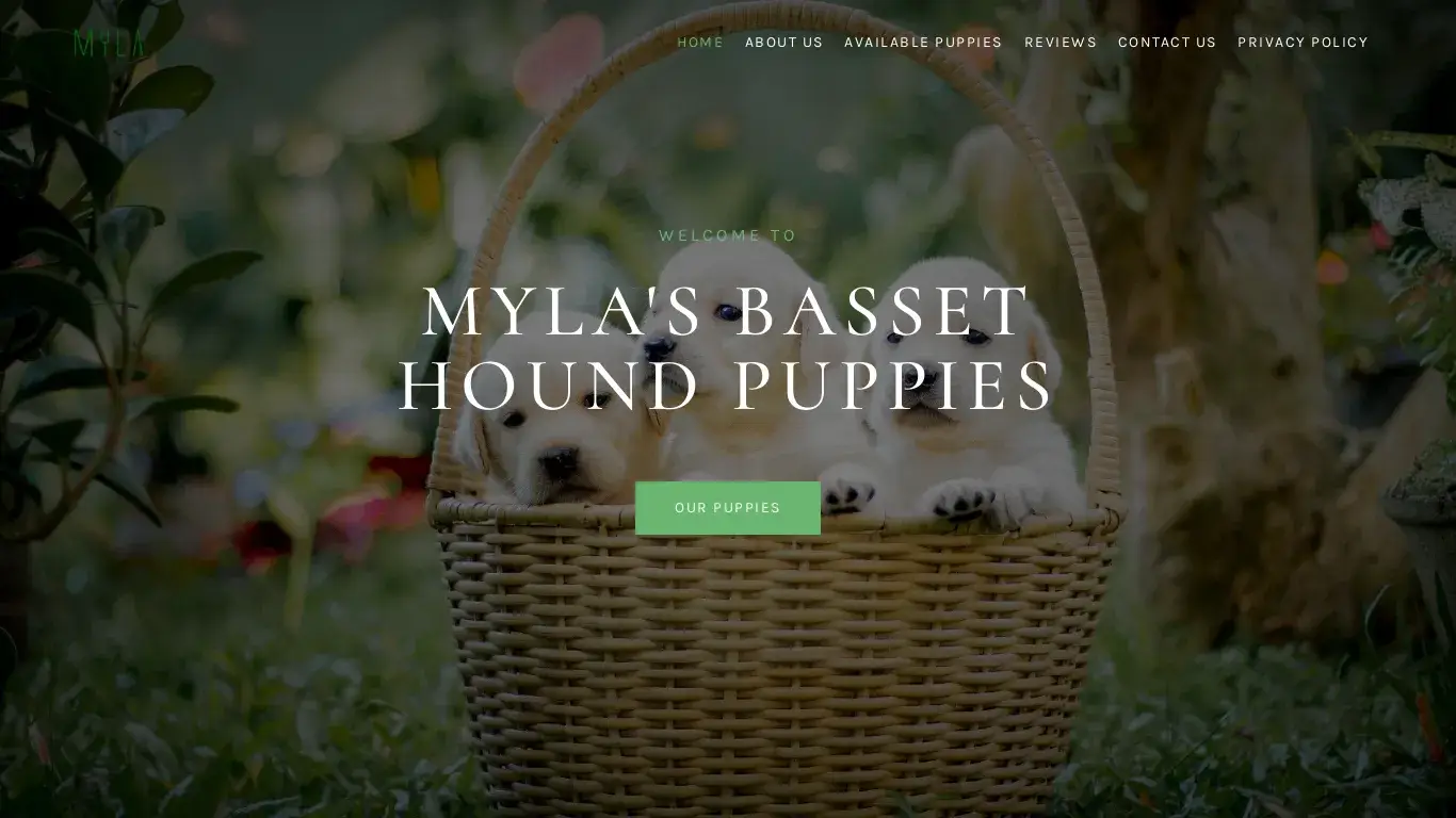 is mylasbassethoundpuppies.com legit? screenshot