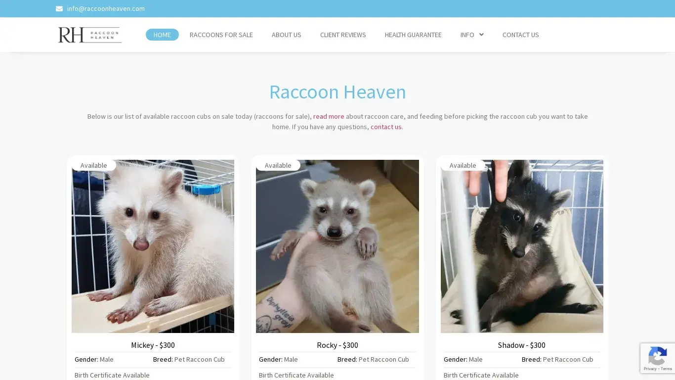 is raccoonheaven.com legit? screenshot
