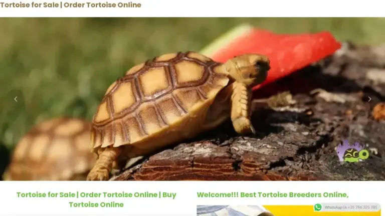 Tortoisecityinc.com