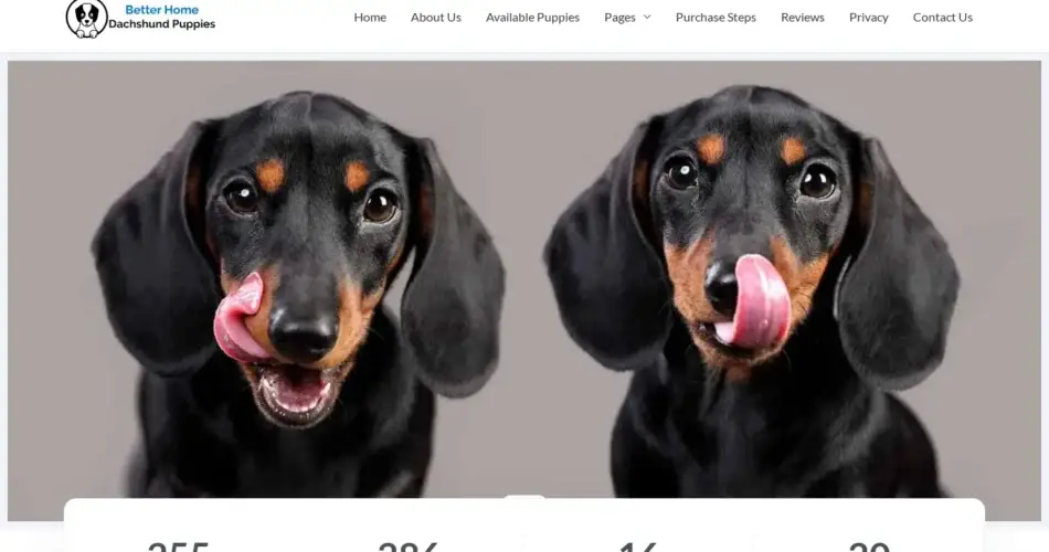 Is Betterhomedachshundpuppies.com legit?
