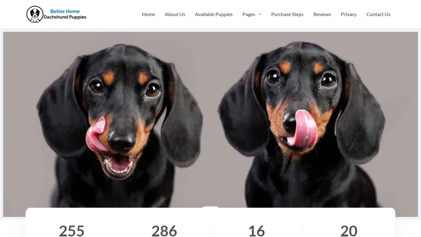 is betterhomedachshundpuppies.com legit? screenshot