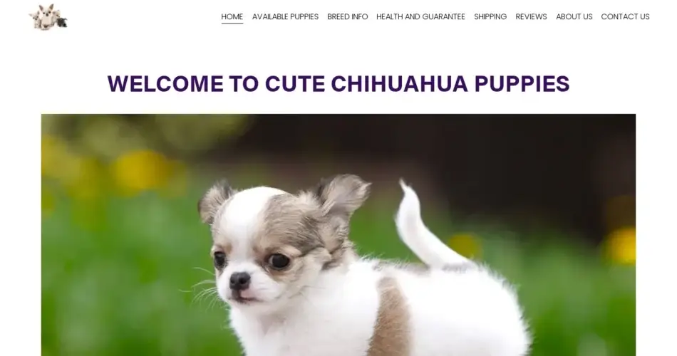 Is Chihuahuafamilypups.com legit?