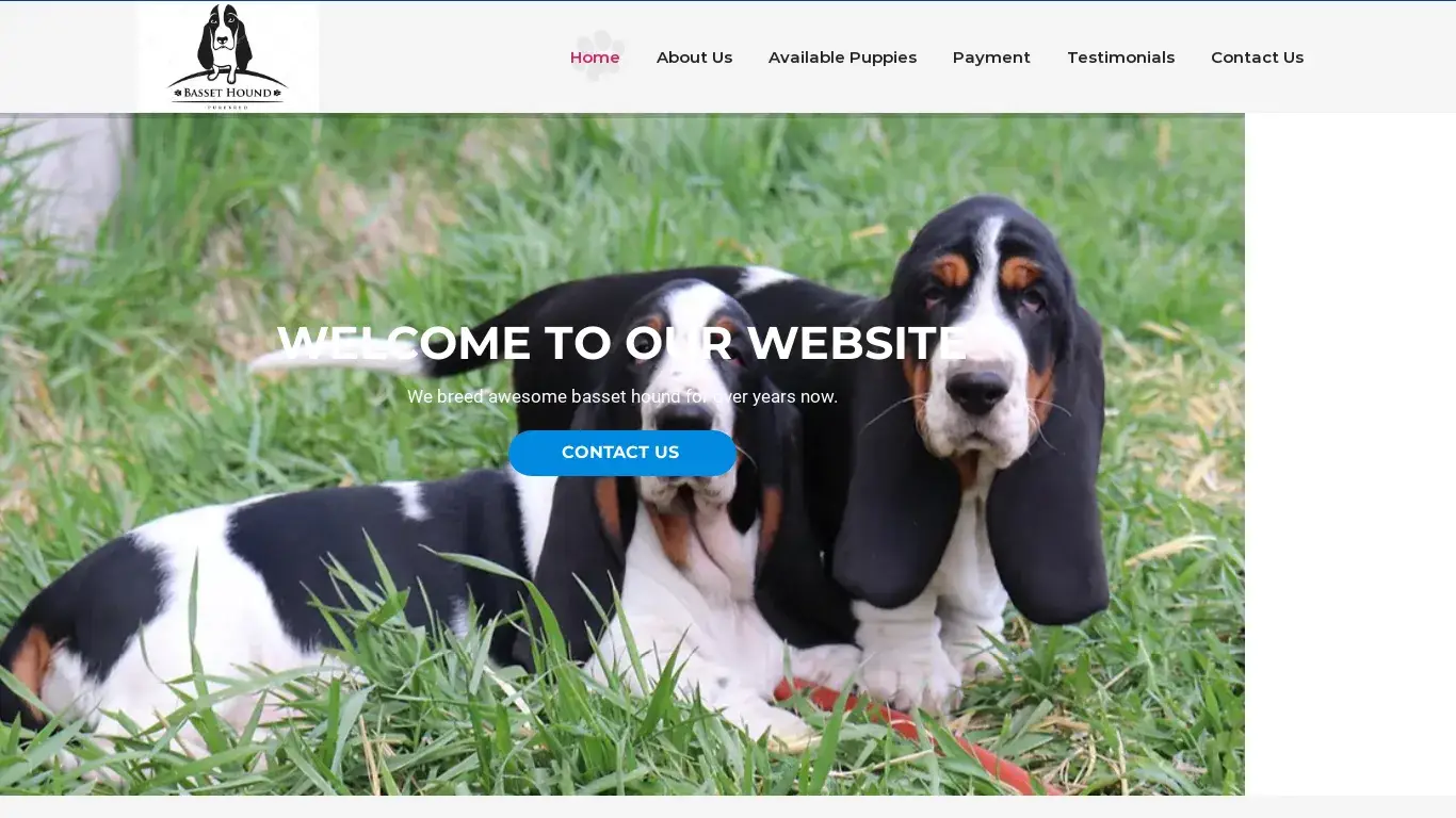 is Basset Hound Breeders Home – Home Raised Basset Hound Puppies Sale legit? screenshot